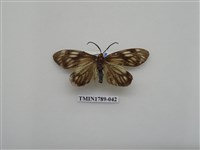 藏品(中國蛾類)的圖片